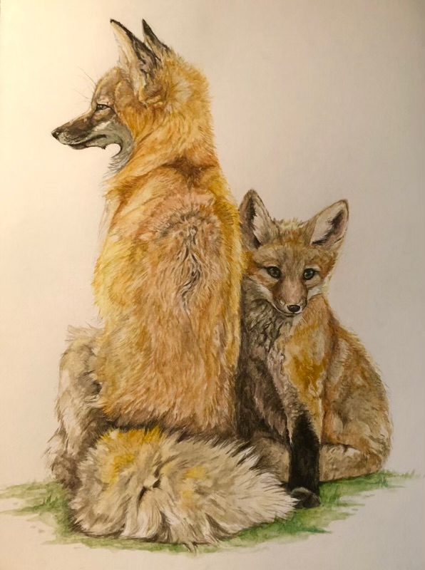 watercolor image of an adult fox and a fox cub facing in different directions.