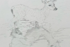 Deer-in-Pond