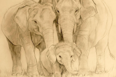 Elephant-Family
