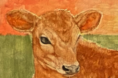 Jersey-Calf-2