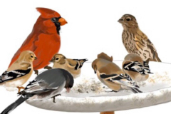 Bird-feeder