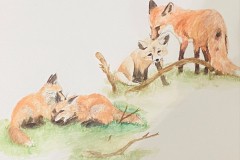 Fox-Family