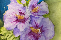 Hibiscus-