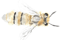 Honeybee