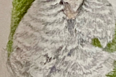 Pepper-the-Parrot